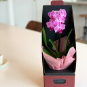 ミニ胡蝶蘭 1本立ち ピンク 黄色 イエロー 花色が選べる アクアポット 2.5号鉢 2WAYギフトボックス入り 椎名洋ラン園