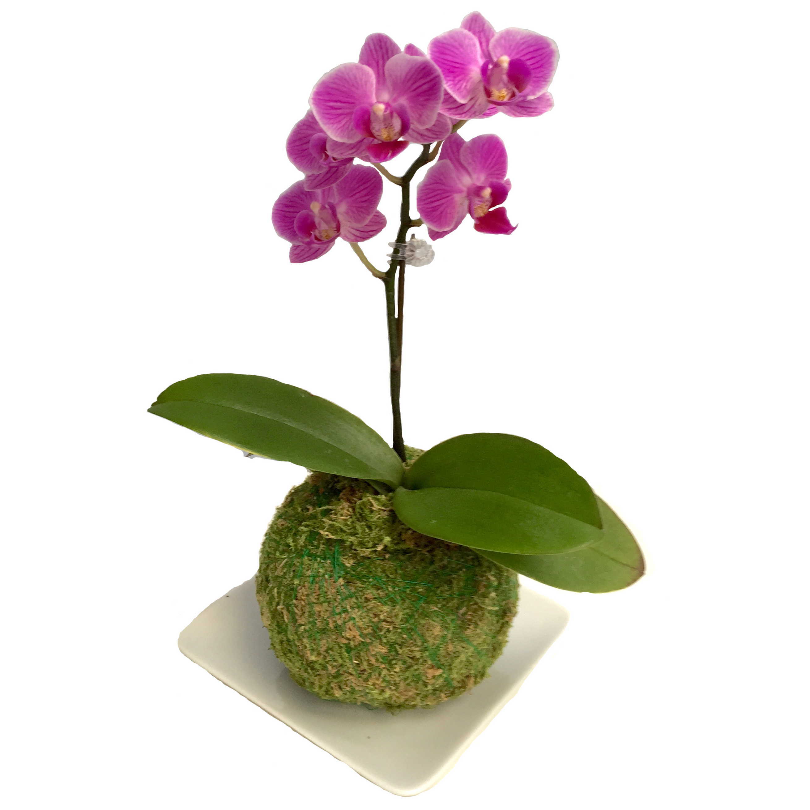 Moth Orchid - 苔玉 ミニ胡蝶蘭 1本立ち ピンク 3号鉢 お祝い 移転祝い 開店祝い 就任祝い 開院祝い 開業祝い 周年祝い 昇進祝い 退職祝い 誕生日 還暦 米寿 卒寿 内祝い 結婚記念日 おしゃれ お花 生花 鉢花 ギフトプレゼント 産地直送 育て方パンフレット付 送料無料