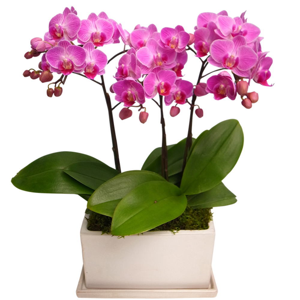 胡蝶蘭 ミディ パルテノ鉢 3本立ち ピンク お祝い 移転祝い 開店祝い 就任祝い 開院祝い 開業祝い 周年..