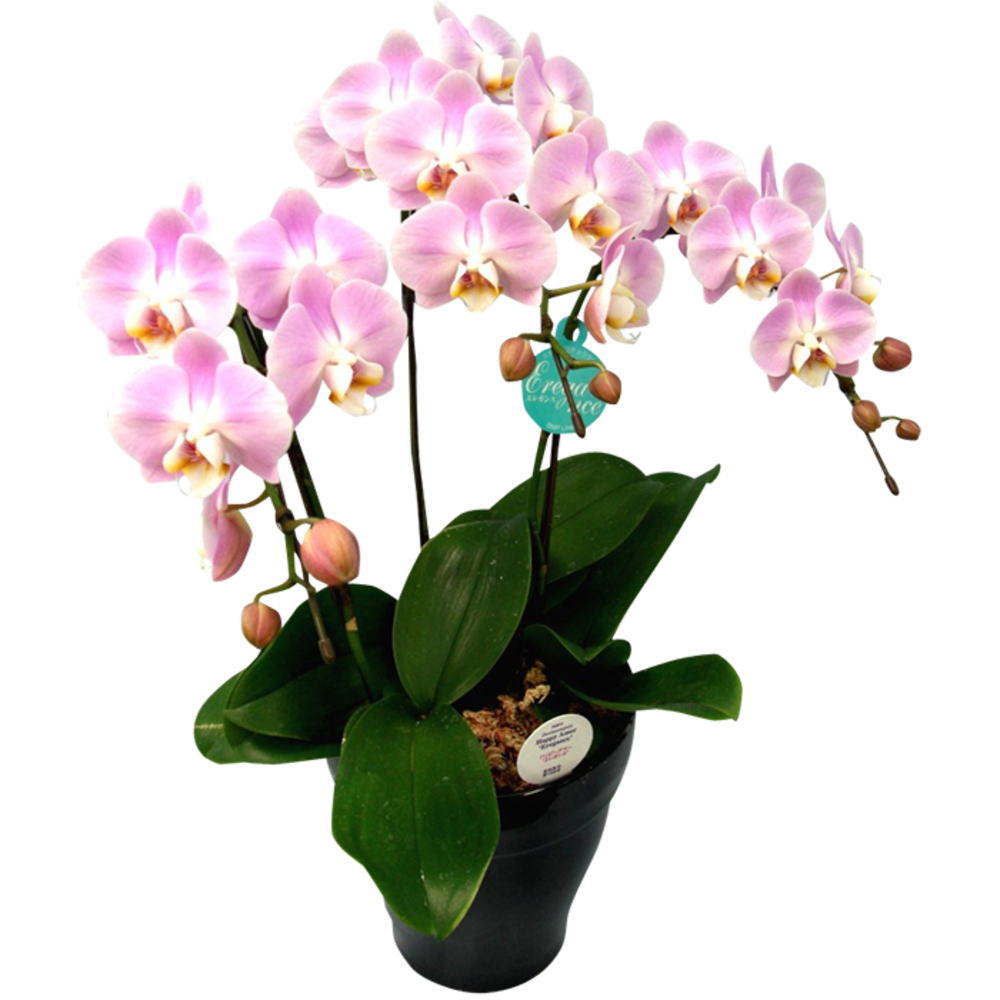 Phalaenopsis Midi （3 Stalks） - 胡蝶蘭 ミディ 3本立ち ピンク 6号鉢 お祝い 移転祝い 開店祝い 就任祝い 開院祝い 開業祝い 周年祝い 昇進祝い 退職祝い 誕生日 還暦 米寿 卒寿 内祝い 結婚記念日 おしゃれ お花 生花 鉢花 ギフトプレゼント 産地直送 育て方パンフレット付 送料無料