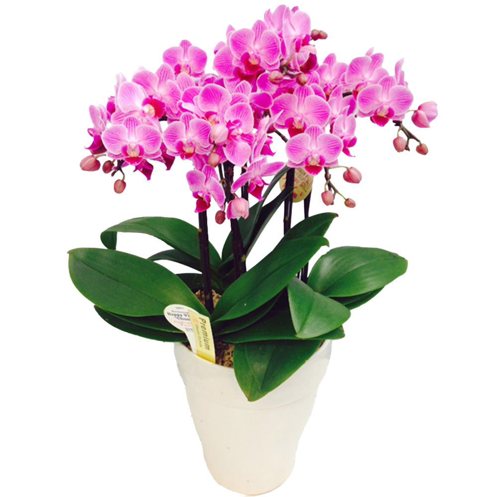 胡蝶蘭 ミディ 5本立ち ピンク 6号鉢 お祝い 移転祝い 開店祝い 就任祝い 開院祝い 開業祝い 周年祝い ..