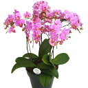 胡蝶蘭 ミディ 5本立ち ピンク 6.5号鉢 椎名洋ラン園
