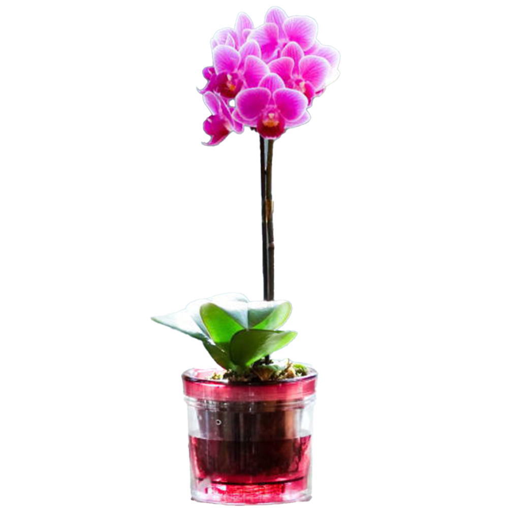 ミニ胡蝶蘭 1本立ち ピンク アクアポット 2.5号鉢 椎名洋ラン園のサムネイル