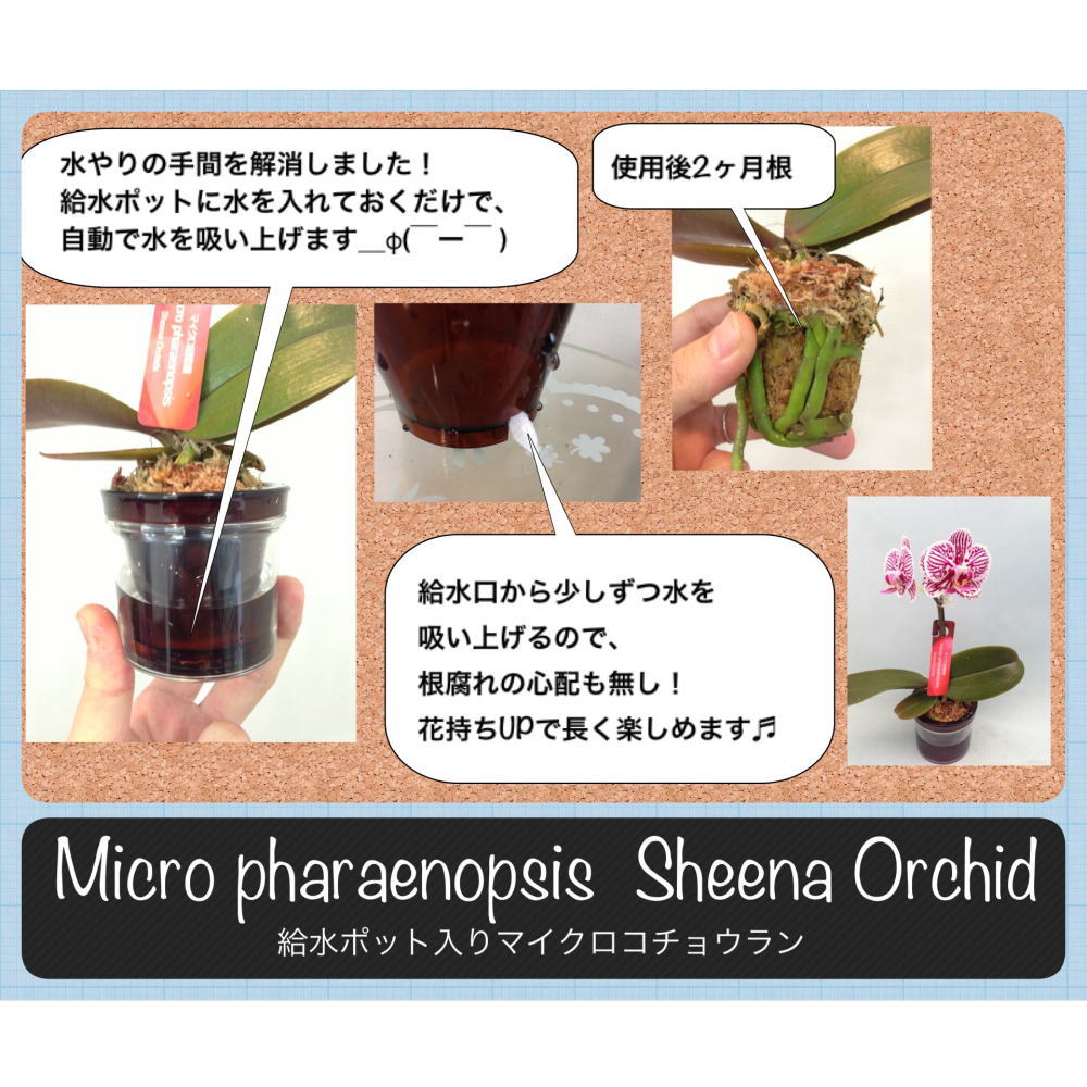 ミニ胡蝶蘭 ピンク ギフト 1本立ち アクアポット 2.5号鉢 卓上 コンパクト かわいい おしゃれ 華やか 母の日 誕生日 結婚記念日 感謝 お礼 各種お祝い プレゼント 贈り物 インテリア 産地直送 育て方パンフレット付 送料無料