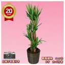 観葉植物 大型 青年の木 ユッカ 8号鉢 バスケット付 鉢付き おしゃれ