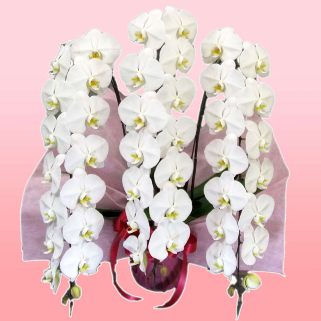 手持ち配送 チャーター便 大輪系胡蝶蘭 3本立ち 白 お祝い 移転祝い 開店祝い 就任祝い 開院祝い 開業祝い 周年祝い 昇進祝い 退職祝い 当選祝い 誕生日 還暦 米寿 卒寿 お供え 御供 供花 命日 鉢花 フラワーギフト 花 贈り物 立札