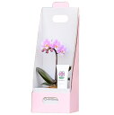 オーキッドエキス入り ハンドクリーム 胡蝶蘭 ギフトセット 生花 ミニ 1本立ち ピンク アクアポット 椎名洋ラン園