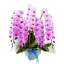 胡蝶蘭 ピンク 5本立 65輪以上 森田洋蘭園