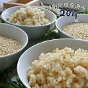 (期間限定）【1年産 特別栽培米 まっしぐら 玄米20kg】（5kg×4）放射能検査済み 青森県産