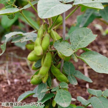 父の日　枝豆鉢植えセット「THE軽井沢ビール　飲み比べ」