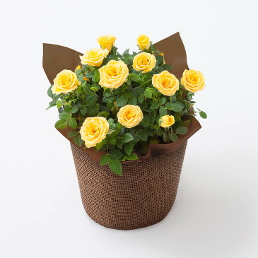 【父の日フラワーギフト】鉢植えセット「花菓蔵 抹茶どら焼き〜ありがとう焼印入り〜」