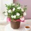 【母の日フラワーギフト】 鉢植え「癒しの天然アロマ ガーデニア(くちなし)」 プレゼント 2019