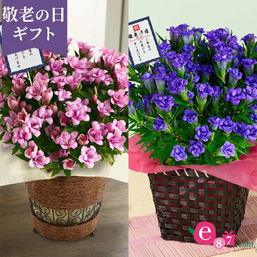 敬老の日 花 鉢植え 定番 選べる2種類 八重咲きりんどう 桜孔雀/蒼孔雀 5号 敬老の日ピック付き ギフト プレゼント 敬老の日ギフト 敬老の日プレゼント 孫 贈り物 フラワーギフト お祝い 祖父 祖母 祖父母 おじいちゃん おばあちゃん 花鉢 鉢花 生花