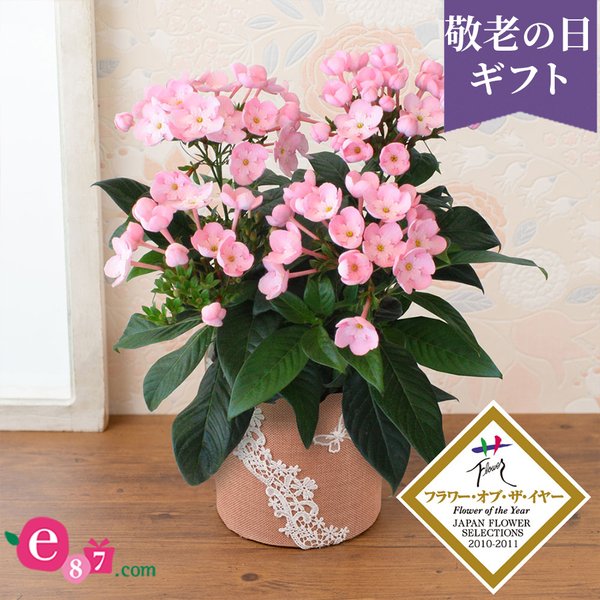 敬老の日 花 鉢植え 天然アロマの贈り物 におい桜 ココ 5号 ギフト プレゼント 敬老の日ギフト 敬老の日プレゼント 孫 贈り物 フラワーギフト お祝い 祖父 祖母 祖父母 おじいちゃん おばあちゃん 花鉢 鉢花 生花