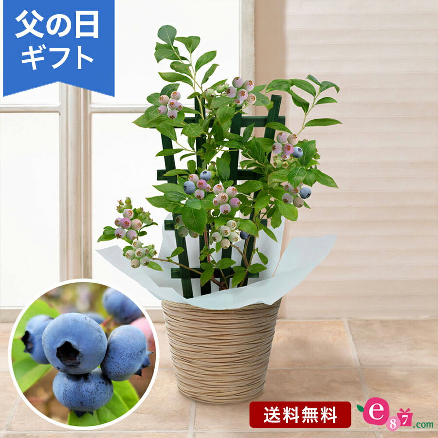 父の日 鉢植え 花 プレゼント ギフト 「おうち果樹園 ブルーベリー」 5号鉢 実付き ラッピング 家庭菜園 果物 フルーツ 育てる 庭 玄関 屋外 お父さん 実父 義父 祖父 フラワー ギフト 鉢 鉢花 花鉢 フラワーギフト 贈り物