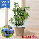 父の日 鉢植え 花 プレゼント ギフト 「おうち果樹園 ブルーベリー」 5号鉢 実付き ラッピング 家庭菜園 果物 フルーツ 育てる 庭 玄関 屋外 お父さん 実父 義父 祖父 フラワー ギフト 鉢 鉢花 花鉢 フラワーギフト 贈り物