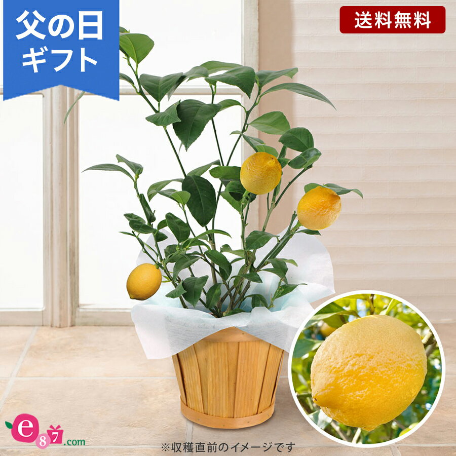 イイハナドットコム 花の鉢植え 父の日 鉢植え 花 プレゼント ギフト 「おうち果樹園 レモン」 5号鉢 実付き ラッピング 家庭菜園 果物 フルーツ 育てる 庭 玄関 屋外 お父さん 実父 義父 祖父 フラワー ギフト 鉢 鉢花 花鉢 フラワーギフト 贈り物