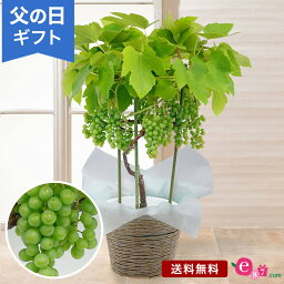 父の日 鉢植え 花 プレゼント ギフト 「おうち果樹園 デラウェア」 ぶどう 6号鉢 実付き ラッピング 家庭菜園 果物 フルーツ 育てる 庭 玄関 屋外 お父さん 実父 義父 祖父 フラワー ギフト 鉢 鉢花 花鉢 フラワーギフト 贈り物