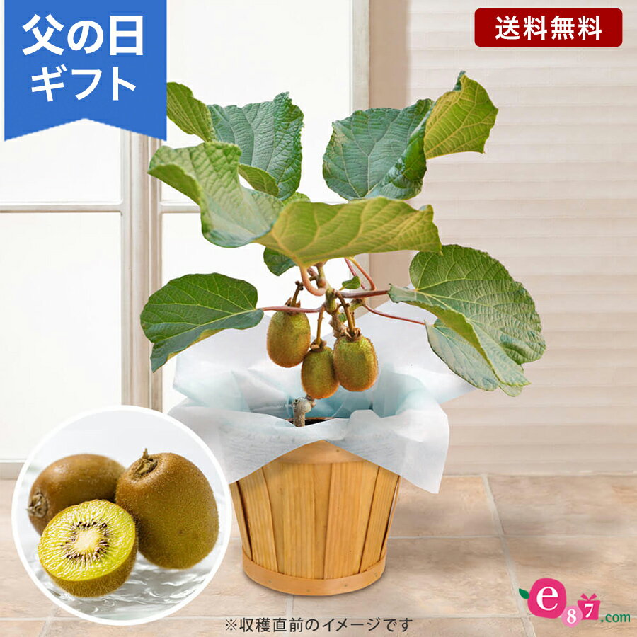 父の日 鉢植え 花 プレゼント ギフト 「おうち果樹園 ゴールデンキウイ」 5号鉢 実付き ラッピング 家庭菜園 果物 フルーツ 健康 栄養 育てる 庭 玄関 屋外 お父さん 実父 義父 祖父 フラワー ギフト 鉢 鉢花 花鉢 フラワーギフト 贈り物