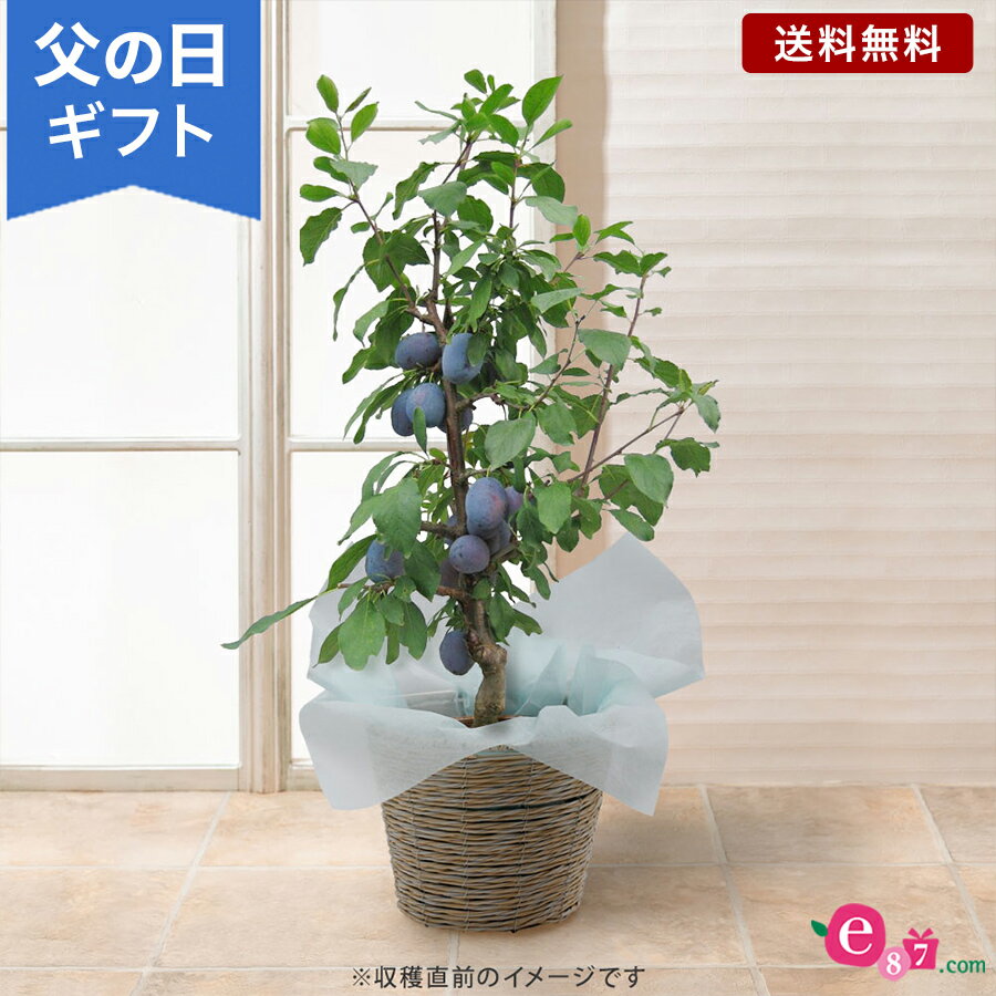 父の日 鉢植え 花 プレゼント ギフト 「おうち果樹園 プルーン」 6号鉢 実付き ラッピング 家庭菜園 果物 フルーツ 健康 栄養 育てる 庭 玄関 屋外 お父さん 実父 義父 祖父 フラワー ギフト 鉢 鉢花 花鉢 フラワーギフト 贈り物