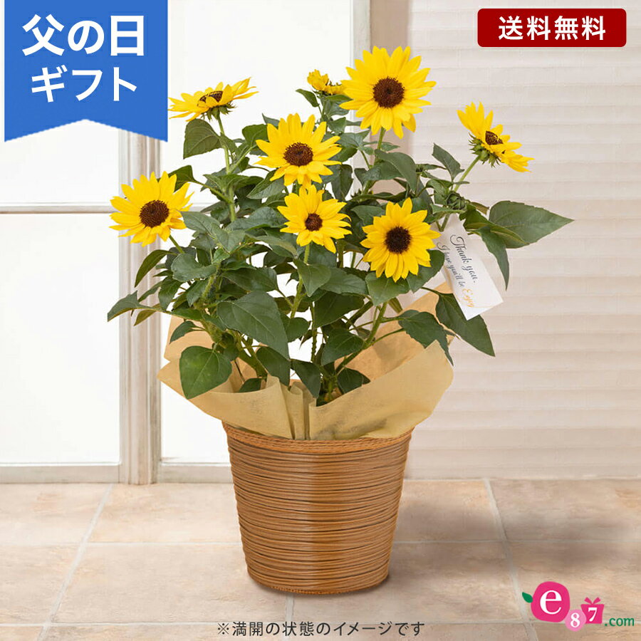 バスケット（アートフラワー） 父の日 鉢植え 花 プレゼント ギフト 「ヒマワリ ソルシーカー」 5号鉢 ラッピング ガーデニング 夏〜秋 コンパクト たくさん咲く 長く楽しめる 庭 玄関 屋外 お父さん 実父 義父 祖父 フラワー ギフト 鉢 鉢花 花鉢 フラワーギフト 贈り物