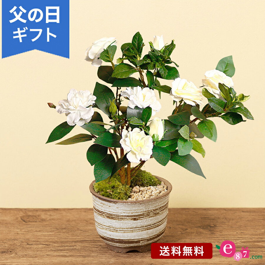 父の日 盆栽 プレゼント ギフト 「くちなし」 鉢植え ガーデニング 香り 八重咲き 育てる おしゃれ モダン 和風 洋風 和室 洋室 屋外 お父さん 実父 義父 祖父 フラワー ギフト 鉢 鉢花 花鉢 フラワーギフト 贈り物