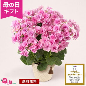 母の日 アジサイ あじさい 鉢植え 花 プレゼント ギフト 花鉢 「フェアリーアイ」 5号鉢 ラッピング 八重咲き 人気 定番 色が変わる 長持ち かわいい 庭 玄関 屋外 フラワー ギフト 鉢 鉢花 花鉢 2024 母の日カード付き 紫陽花