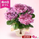 母の日 紫陽花 あじさい 鉢植え 花 プレゼント ギフト 「ブーケ咲きアジサイ 歌合せ」 5号鉢 ラッピング ボリューム感 華やか 豪華 ダンスパーティー かわいい 庭 玄関 屋外 フラワー ギフト 鉢 鉢花 花鉢 2024 母の日カード付き