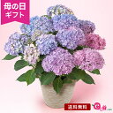 母の日 あじさい 鉢植え 花 プレゼント ギフト 「プレミアムアジサイ イルミリス〜6号〜」 花鉢 6号鉢 ラッピング 数量限定 レインボー グラデーション カラー ピンク 紫 青 庭 玄関 屋外 フラワー ギフト 鉢 鉢花 2024 母の日カード付き 紫陽花