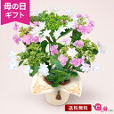 母の日 あじさい アジサイ 寄せ植え 鉢植え 花 プレゼント ギフト 花鉢 「隅田の花火＆小町」 5号鉢 ラッピング ガーデニング ガクアジサイ 和風 ボリューム感 かわいい おしゃれ 庭 玄関 屋外 フラワー ギフト 鉢 鉢花 花鉢 2024 母の日カード付き 紫陽花