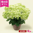 イイハナドットコム 花の鉢植え 母の日 あじさい アジサイ 鉢植え 花 プレゼント ギフト 花鉢 「グリーンラテ」 5号鉢 ラッピング ガーデニング 緑 かわいい おしゃれ 庭 玄関 屋外 フラワー ギフト 鉢 鉢花 2024 母の日カード付き 紫陽花