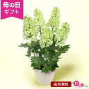 イイハナドットコム 花の鉢植え 母の日 あじさい 鉢植え 花 プレゼント ギフト 花鉢 「プレミアムアジサイ かしわ葉アジサイ」 5号鉢 ラッピング ガーデニング 緑 爽やか 八重咲き おしゃれ グラデーション 庭 玄関 屋外 フラワー ギフト 鉢 鉢花 2024 母の日カード付き 紫陽花