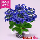 母の日 あじさい 鉢植え 花 プレゼント ギフト 花鉢 「ブーケ咲きアジサイ ヒミコ」 5号鉢 ラッピング 青 藍色 ブーケ咲き ガクアジサイ 産地直送 庭 玄関 屋外 フラワー ギフト 鉢 鉢花 2024 母の日カード付き 紫陽花