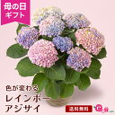 母の日 紫陽花 アジサイ あじさい 鉢植え 花 プレゼント ギフト 「マジカルレボリューション」 5号鉢 ラッピング ガーデニング 人気 レインボー グラデーション カラー かわいい おしゃれ 庭 玄関 屋外 フラワー ギフト 鉢 鉢花 花鉢 2024 母の日カード付き