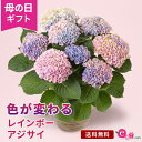 母の日 アジサイ あじさい 鉢植え 花 プレゼント ギフト マジカルレボリューション 花鉢 5号鉢 ラッピング ガーデニング 人気 レインボー グラデーション カラー かわいい おしゃれ 庭 玄関 屋…