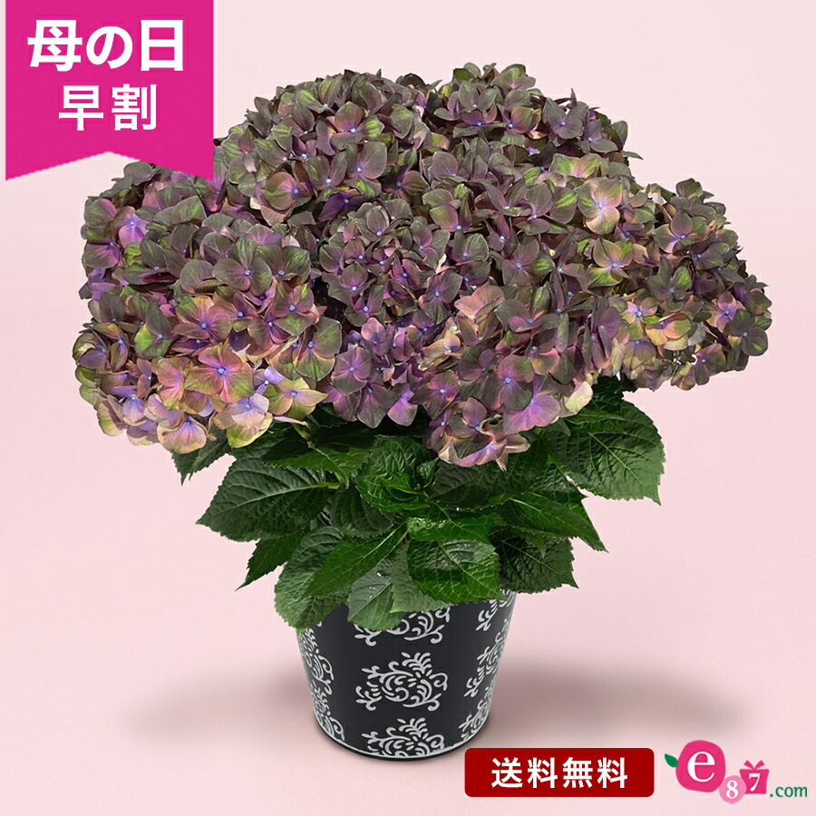 ＼早割／ 母の日 紫陽花 アジサイ あじさい 鉢植え 花 プレゼント ギフト 「マジカルチョコレート」 5号鉢 ラッピング ガーデニング 紫 シック おしゃれ 珍しい 丈夫 育てやすい 長持ち 庭 玄関 屋外 フラワー ギフト 鉢 鉢花 花鉢 2024 アンティークカラー