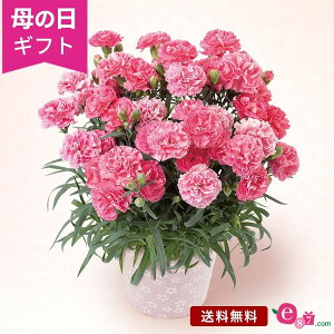 母の日 カーネーション 鉢植え 花 プレゼント ギフト 花鉢 「クレア」 5号鉢 ラッピング 定番 人気 ピンク かわいい 鮮やか 庭 玄関 屋外 フラワー ギフト 鉢 鉢花 花鉢 2024 母の日カード付き 30代 40代 50代 送料無料 いいはな