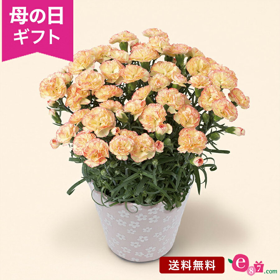 鉢 ＼まだ間に合う／ 母の日 カーネーション 鉢植え 花 プレゼント ギフト 花鉢 「笑顔届けるカーネーション」 5号鉢 ラッピング 新品種 珍しい パステルカラー クリーム色 ピンク かわいい 庭 玄関 屋外 鉢 鉢花 2024 母の日カード付き