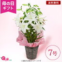 ユリ 花の鉢植え（母の日向き） ＼まだ間に合う／ 母の日 オリエンタルリリー ユリ 鉢植え 花 プレゼント ギフト 花鉢 「プレミアムリリー カサブランカ〜7号〜」 百合 7号鉢 3本立ち 10輪以上 甘い香り 約90cm 毎年楽しめる 庭 鉢 鉢花 2024 母の日カード付き