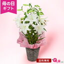 母の日 オリエンタルリリー ユリ 鉢植え 花 プレゼント ギフト 「プレミアムリリー カサブランカ〜7号〜」 百合 7号鉢 3本立ち 10輪以上 ラッピング 甘い香り 約90cm 毎年楽しめる 庭 玄関 屋外 フラワー ギフト 鉢 鉢花 花鉢 2024 母の日カード付き