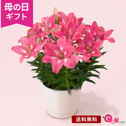 ユリ 花の鉢植え（母の日向き） 母の日 ユリ 鉢植え 花 プレゼント ギフト 花鉢 「スカシユリ」 百合 6号鉢 5本立ち ラッピング ガーデニング ピンク 豪華 人気 かわいい 初心者 庭 玄関 屋外 フラワー ギフト 鉢 鉢花 2024 母の日カード付き