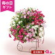 母の日 花 バラ 寄せ植え リース 鉢植え プレゼント ギフト 「Welcome Rose」 ミニバラ レンゲローズ 3色 スタンド付き ガーデニング 赤 白 ピンク 華やか かわいい 玄関 フラワー...