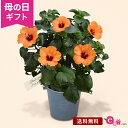 ハイビスカス 花の鉢植え 母の日 花 ハイビスカス 鉢植え プレゼント ギフト 「プチオレンジ」 5号鉢 ラッピング ガーデニング オレンジ色 鮮やか かわいい 長く楽しめる 庭 玄関 屋外 フラワー ギフト 鉢 鉢花 花鉢 2024 母の日カード付き