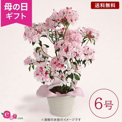 母の日 花 カルミア 鉢植え プレゼント ギフト 花鉢 「オスボレッド」 6号鉢 ラッピング ガーデニング ピンク ボリューム感 和風 かわいい おしゃれ 7年物 スプーンの木 庭 玄関 屋外 フラワ...