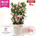 母の日 プレゼント 鉢植え 花 ギフト 花鉢 「サンパラソル パステルピンク」 クライミングサンパラソル 6号鉢 ガーデニング サクラ色 パステルピンク マンデビラ 長く楽しめる 庭 玄関 屋外 フラワー ギフト 鉢 鉢花 2024 母の日カード付き