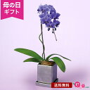 母の日 胡蝶蘭 鉢植え 花 プレゼント ギフト 室内 花鉢 「世界で初めての青色コチョウラン BLUEGENE」 1本立ち 世界初 希少品種 天然青色 高級感 記念 玄関 窓辺 リビング テーブル 屋内 フラワー ギフト 鉢 鉢花 花鉢 2024 母の日カード付き