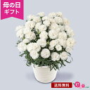 鉢 母の日 お供え 花 カーネーション 鉢植え プレゼント ギフト 花鉢 「お母さんを偲ぶ白いカーネーション」 5号鉢 お悔やみ 供花 お供え花 仏花 喪中見舞い 仏壇 お墓参り 法事 ドゥルカル 2024 母の日カード付き