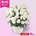 鉢 母の日 お供え 花 カーネーション 鉢植え 「お母さんを偲ぶ白いカーネーション」 花鉢 プレゼント ギフト 5号鉢 お線香付き お悔やみ 供花 お供え花 仏花 喪中見舞い 仏壇 お墓参り 法事 ドゥルカル 2024 母の日カード付き