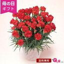 母の日 カーネーション 鉢植え 花 プレゼント ギフト 花鉢 「マンマミーア」 5号鉢 ラッピング 定番 人気 赤 かわいい 鮮やか 庭 玄関 屋外 フラワー ギフト 鉢 鉢花 花鉢 2024 母の日カード付き 30代 40代 50代 送料無料 いいはな