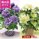 ＼まだ間に合う／ 母の日 クレマチス 鉢植え 花 プレゼント ギフト 花鉢 「キリテカナワ／花園」 5号鉢 ラッピング 紫 青 緑 グリーン 上品 爽やか 庭 玄関 屋外 フラワー ギフト 鉢 鉢花 2024 母の日カード付き